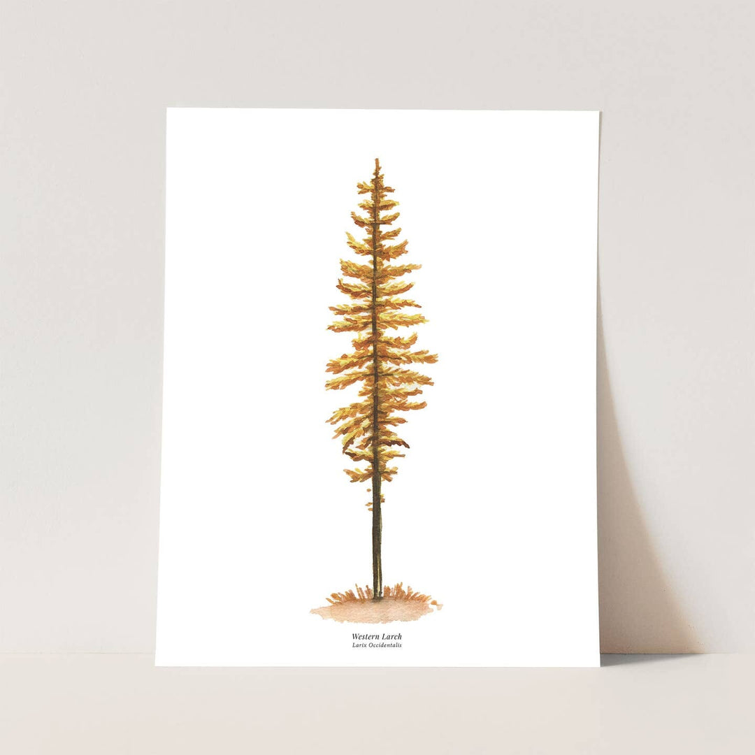 Western Larch Watercolor 11" x 14" Art Print
