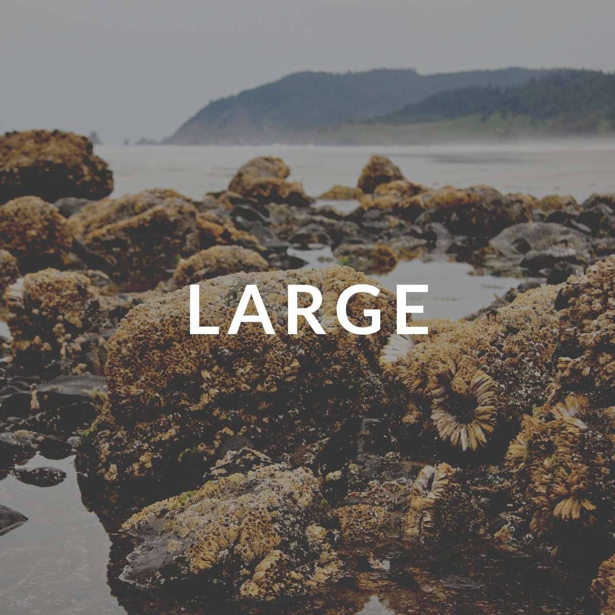 The Last Call Collection - Large