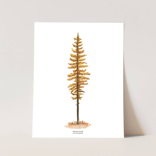 Western Larch Watercolor 11" x 14" Art Print