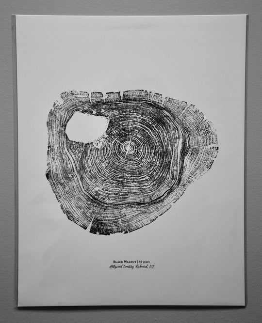 PNW Black Walnut Tree Ring Print - Pac Nor Westy - 