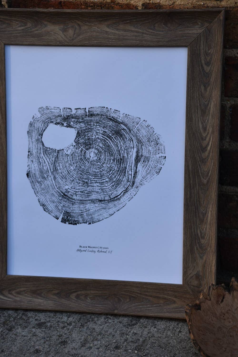 PNW Black Walnut Tree Ring Print - Pac Nor Westy - 