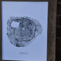 PNW Black Walnut Tree Ring Print - Pac Nor Westy - 