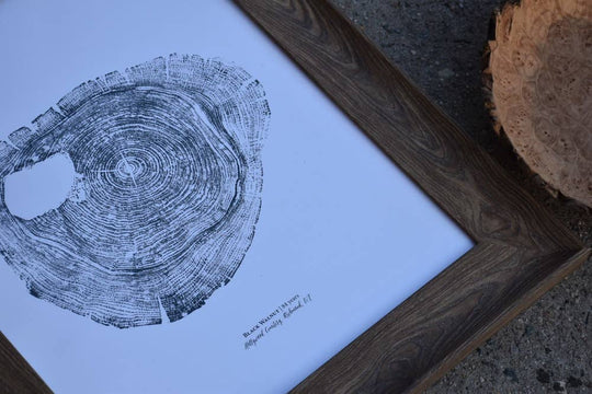 PNW Black Walnut Tree Ring Print - Pac Nor Westy - 
