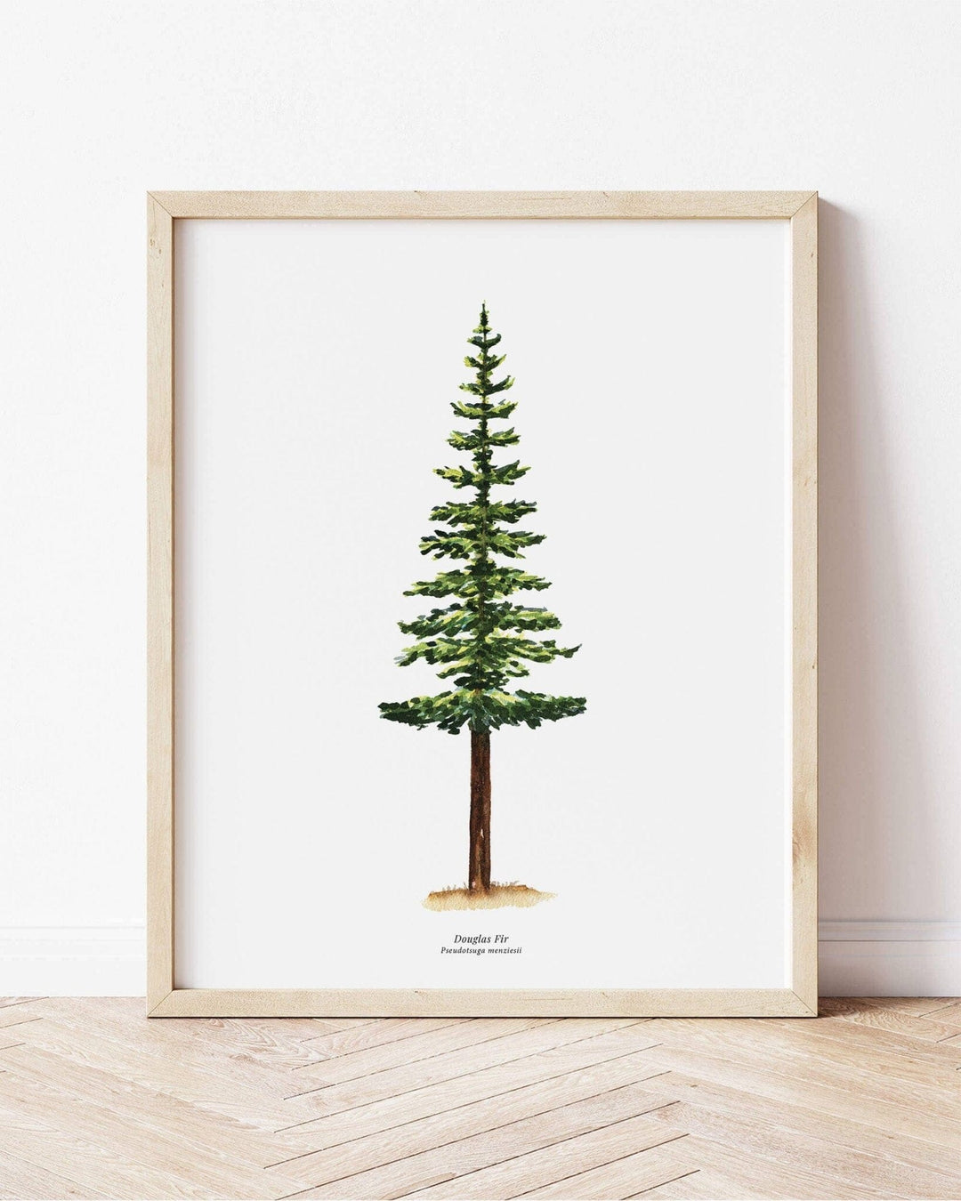 PNW Douglas Fir Evergreen Tree | Watercolor Art Print: 11"x14" - Pac Nor Westy - 