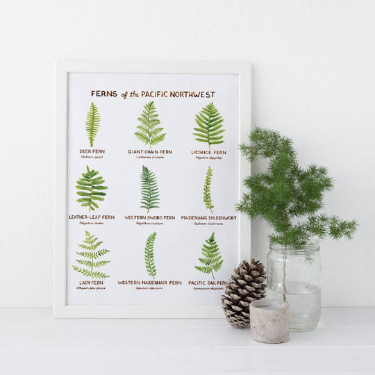 PNW Ferns of the Pacific Northwest - 11" x 14" Art Print - Pac Nor Westy - 