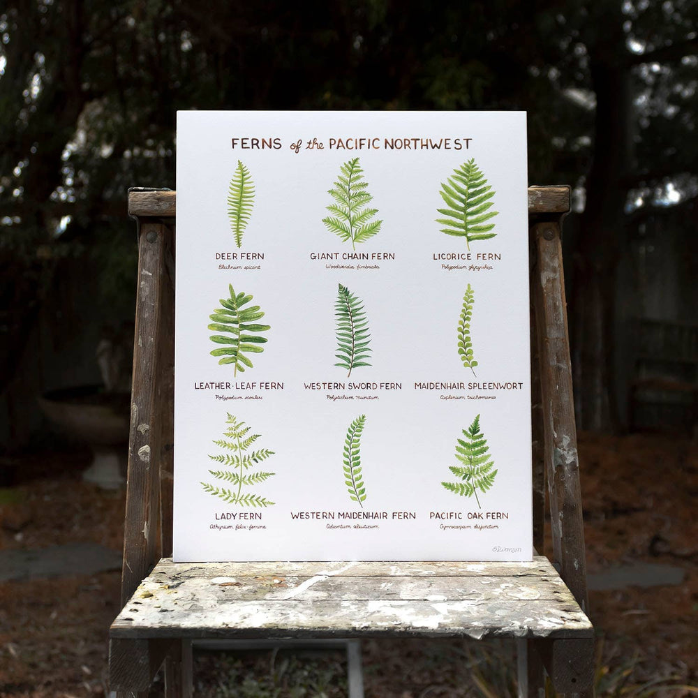 PNW Ferns of the Pacific Northwest - 11" x 14" Art Print - Pac Nor Westy - 