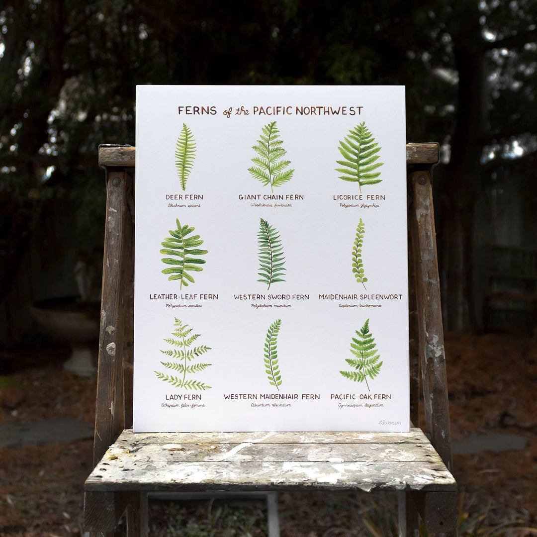 PNW Ferns of the Pacific Northwest - 11" x 14" Art Print - Pac Nor Westy - 