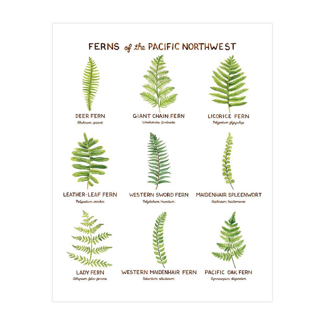 PNW Ferns of the Pacific Northwest - 11" x 14" Art Print - Pac Nor Westy - 
