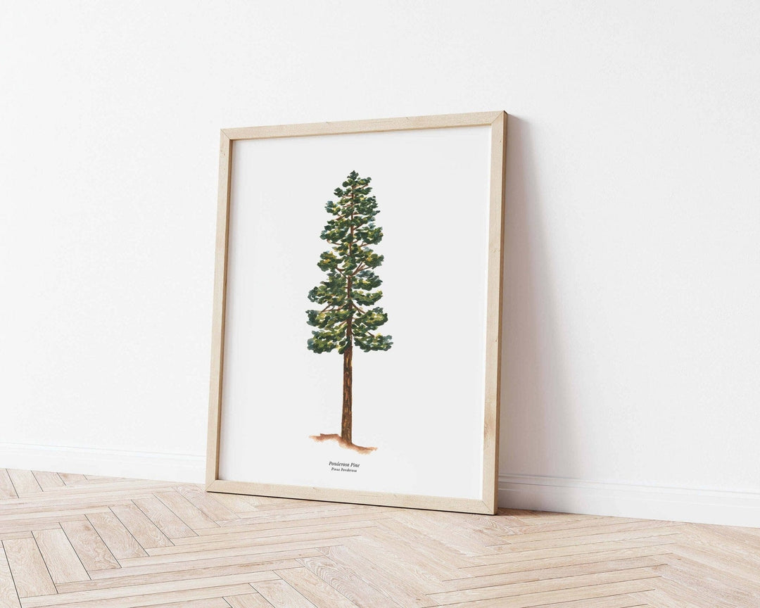 PNW Ponderosa Pine Evergreen Tree | Watercolor Art Print: 11"x14" - Pac Nor Westy - 