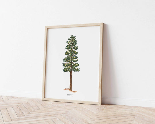 PNW Ponderosa Pine Evergreen Tree | Watercolor Art Print: 11"x14" - Pac Nor Westy - 