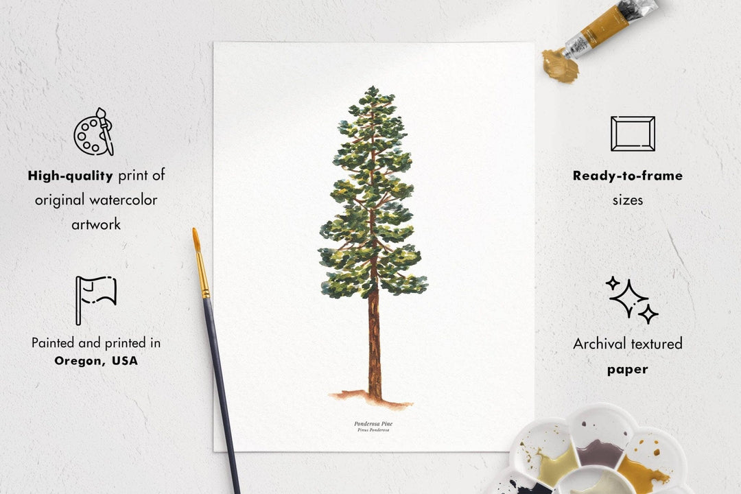 PNW Ponderosa Pine Evergreen Tree | Watercolor Art Print: 11"x14" - Pac Nor Westy - 