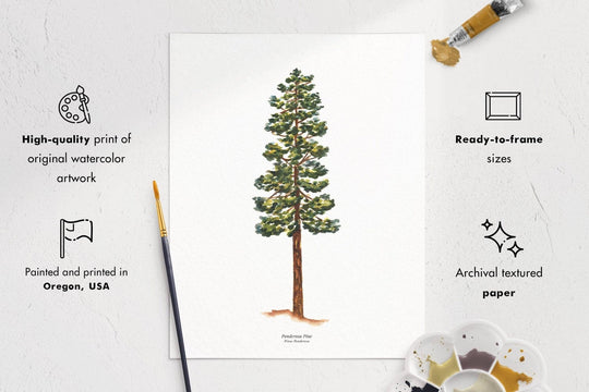 PNW Ponderosa Pine Evergreen Tree | Watercolor Art Print: 11"x14" - Pac Nor Westy - 
