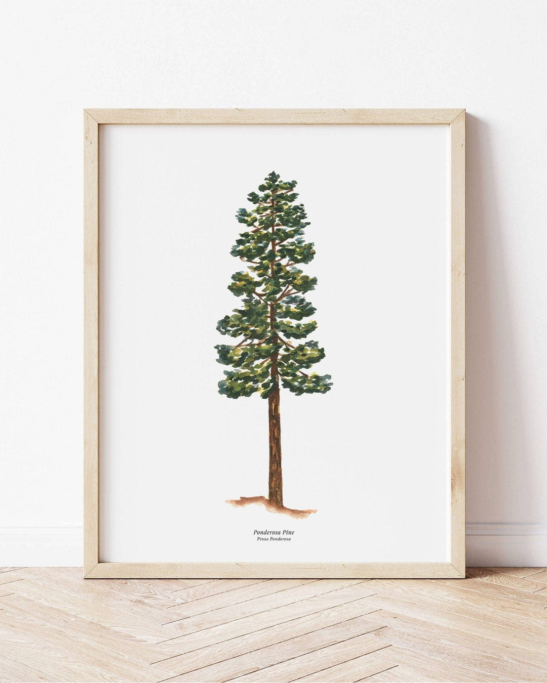 PNW Ponderosa Pine Evergreen Tree | Watercolor Art Print: 11"x14" - Pac Nor Westy - 