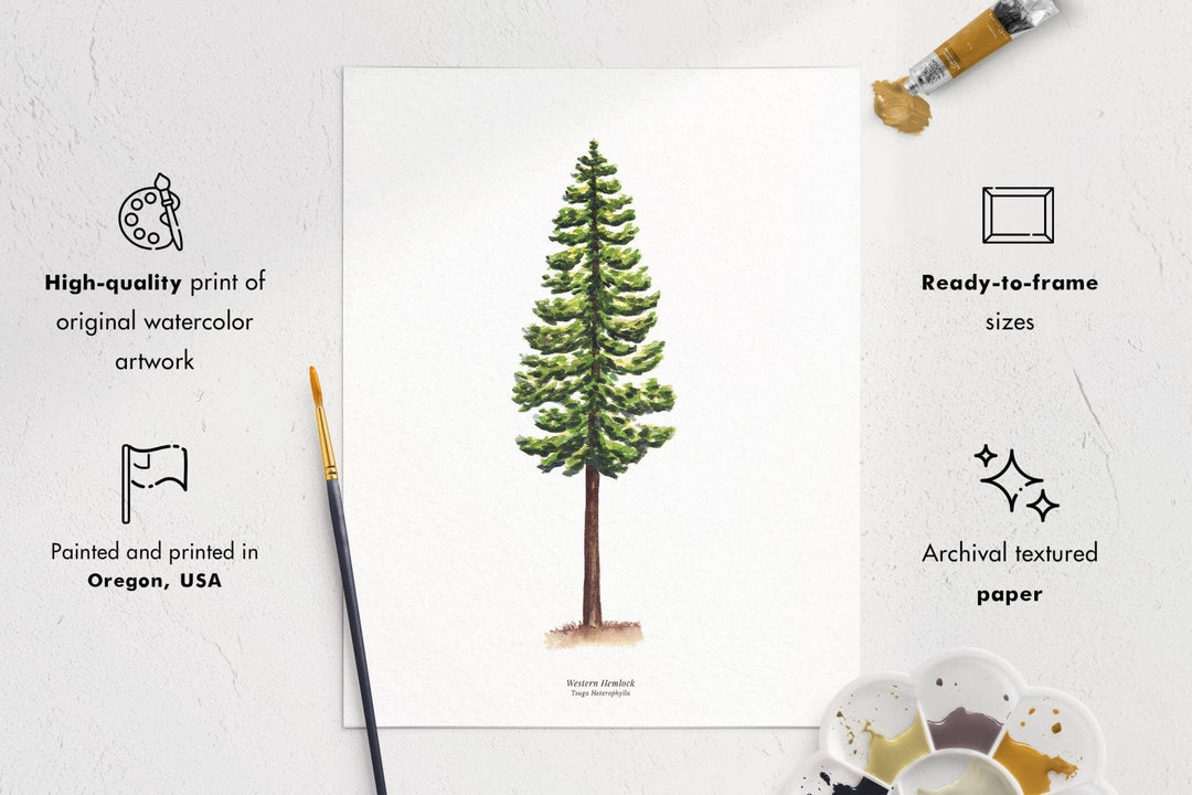 PNW Western Hemlock Evergreen Tree | Watercolor Art Print: 11"x14" - Pac Nor Westy - 