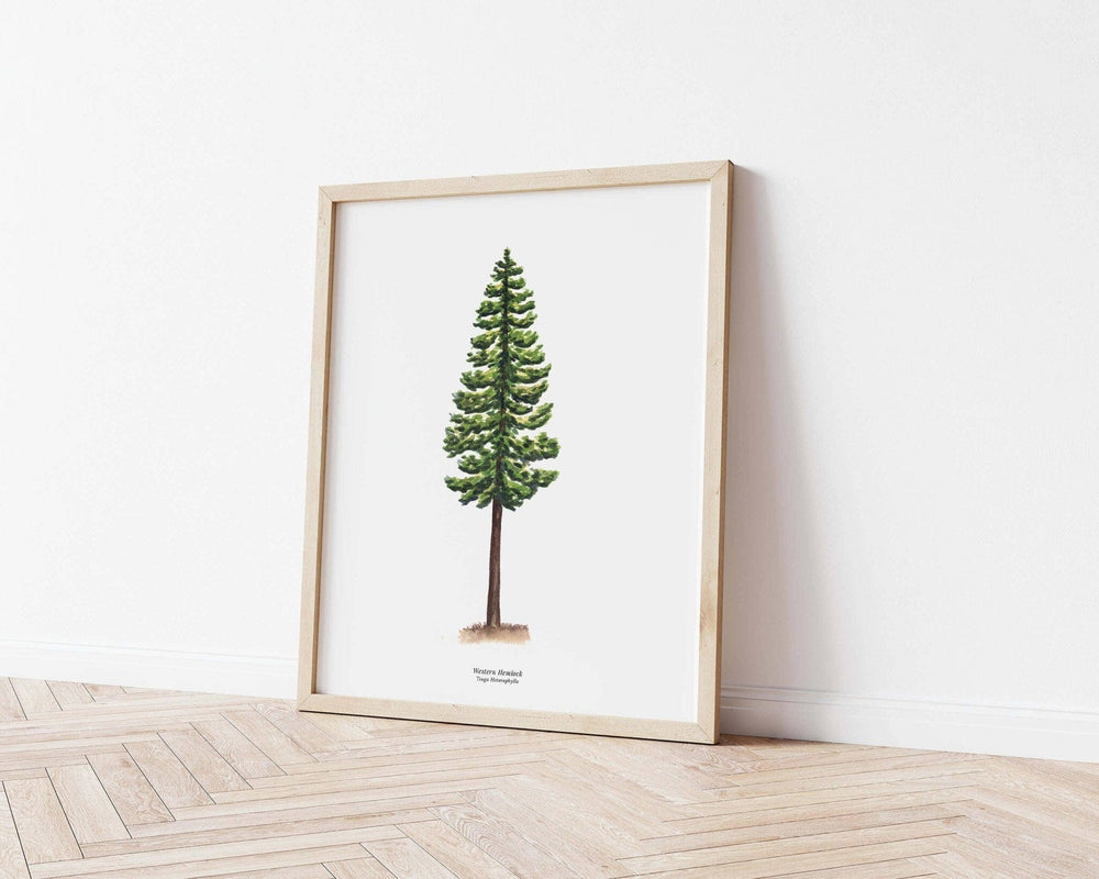 PNW Western Hemlock Evergreen Tree | Watercolor Art Print: 11"x14" - Pac Nor Westy - 