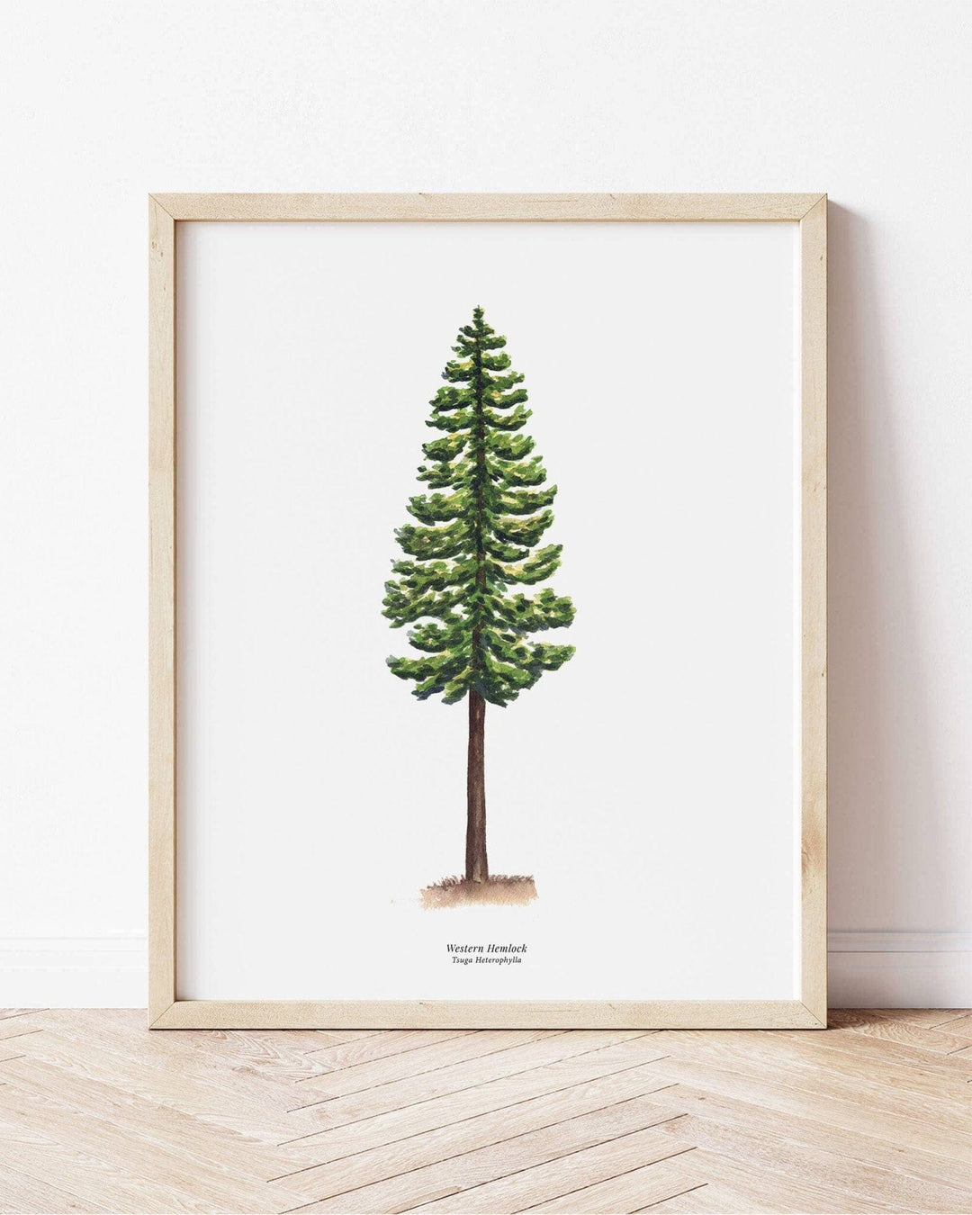PNW Western Hemlock Evergreen Tree | Watercolor Art Print: 11"x14" - Pac Nor Westy - 