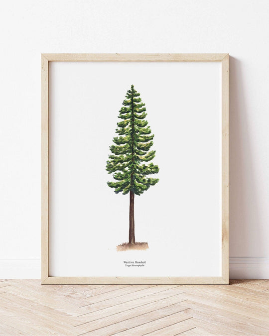 PNW Western Hemlock Evergreen Tree | Watercolor Art Print: 11"x14" - Pac Nor Westy - 